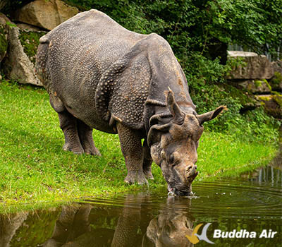 Chitwan National Park Rhino